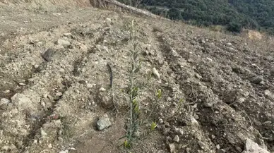 Eğirdir’de Kuraklığın Ardından Tarımsal Ürün Deseni Değişiyor!
